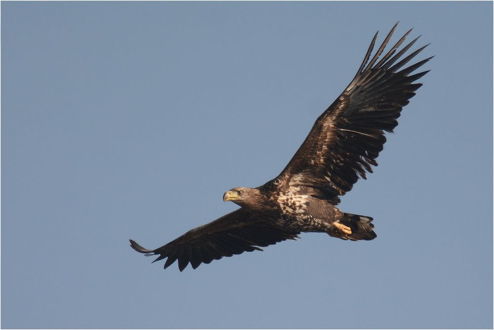 Seeadler