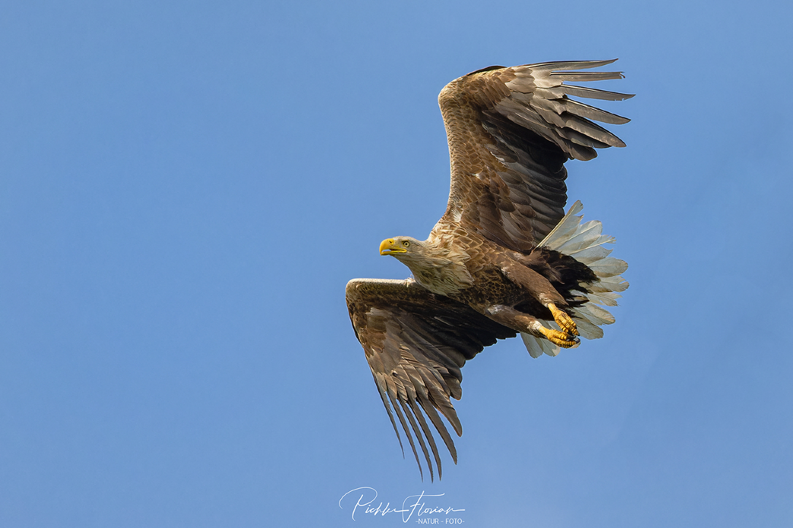 Seeadler