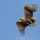 Seeadler