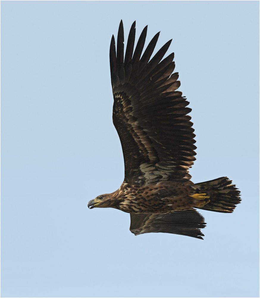 Seeadler