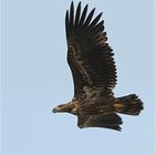 Seeadler