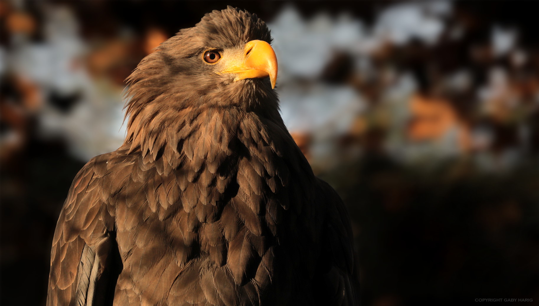 Seeadler