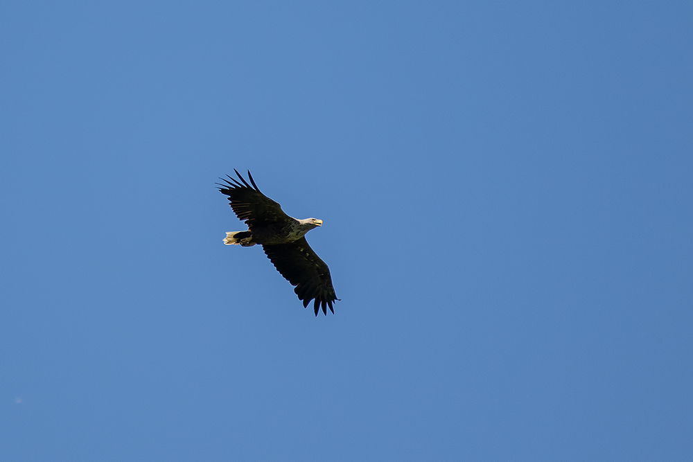 Seeadler