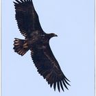 Seeadler