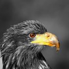 Seeadler 