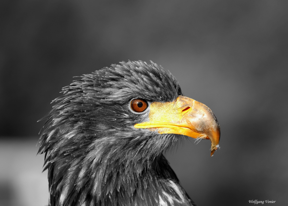 Seeadler 