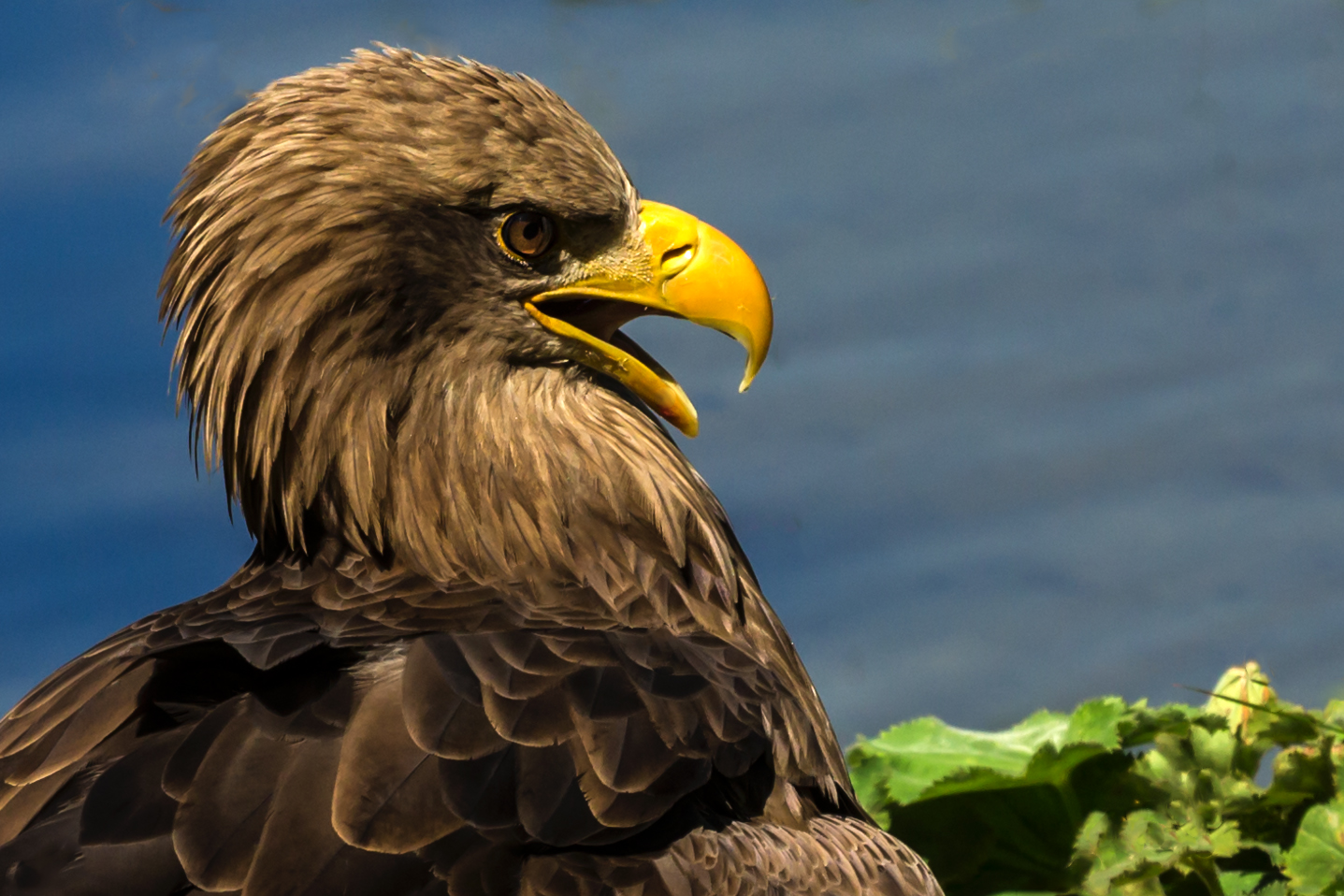 Seeadler