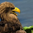 Seeadler