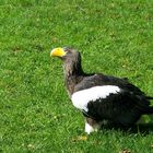 Seeadler