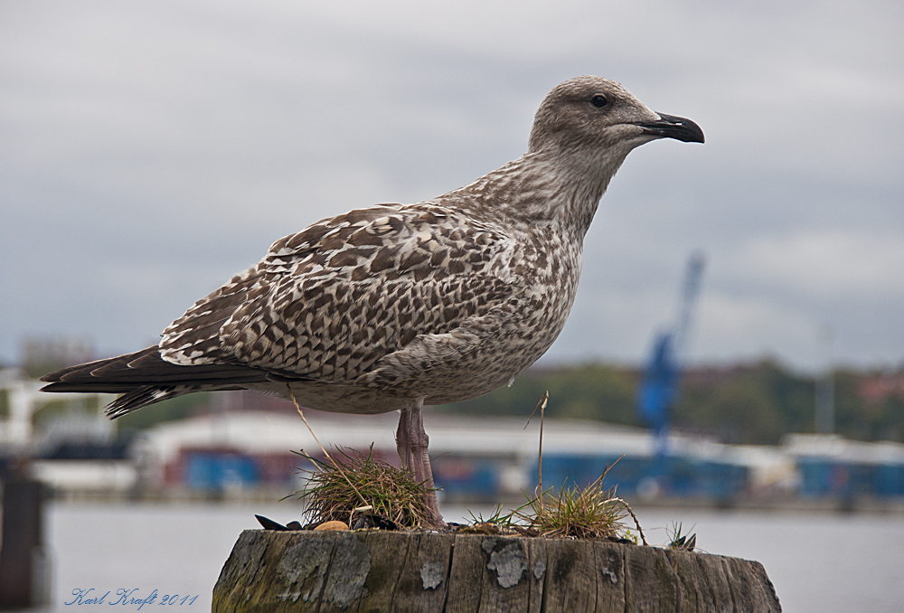 Seeadler ...