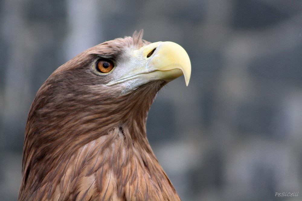 Seeadler