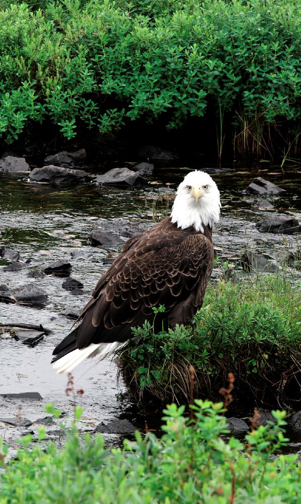 Seeadler