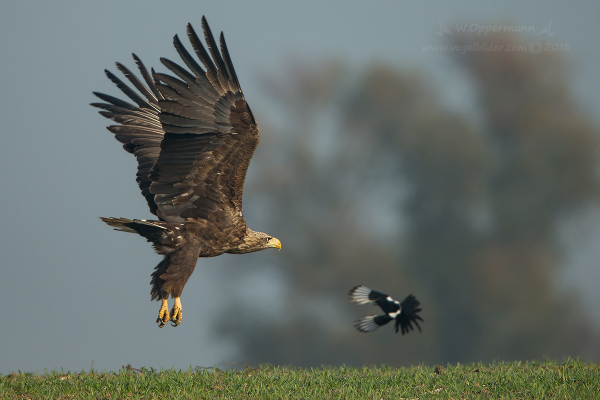 Seeadler