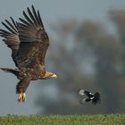 Seeadler