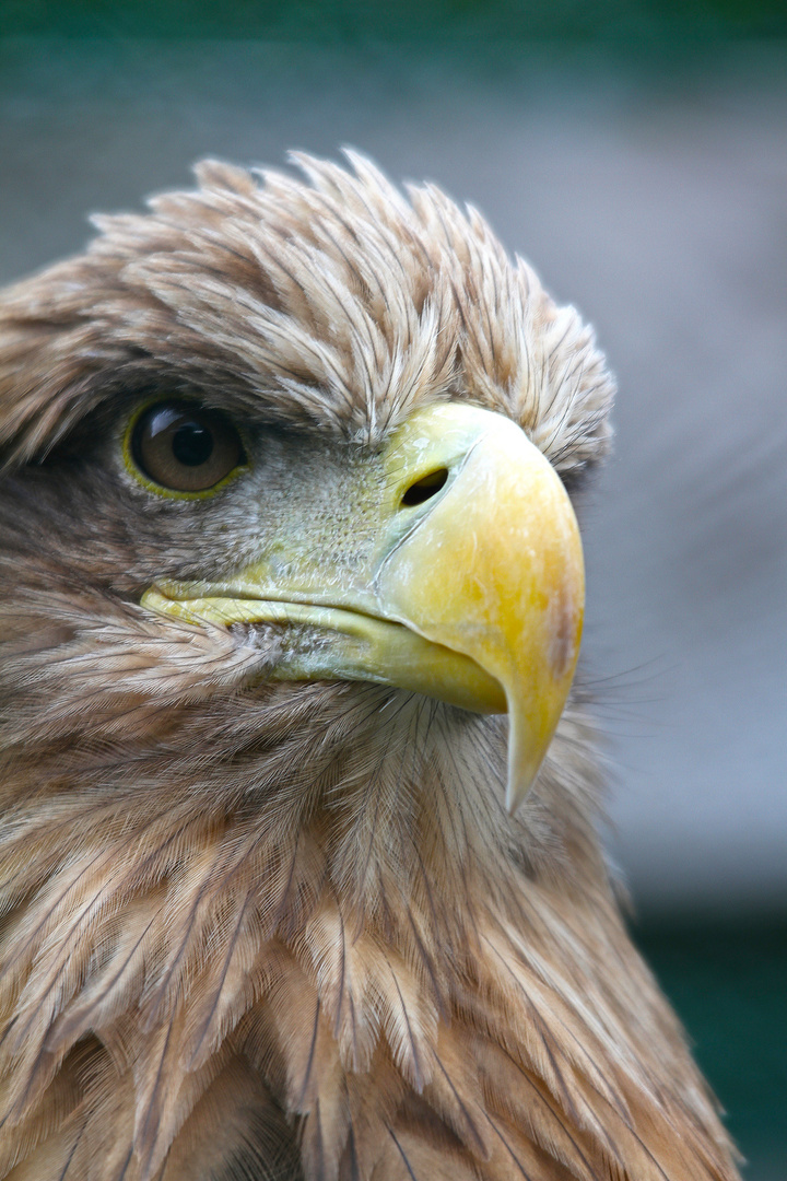 Seeadler