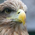 Seeadler