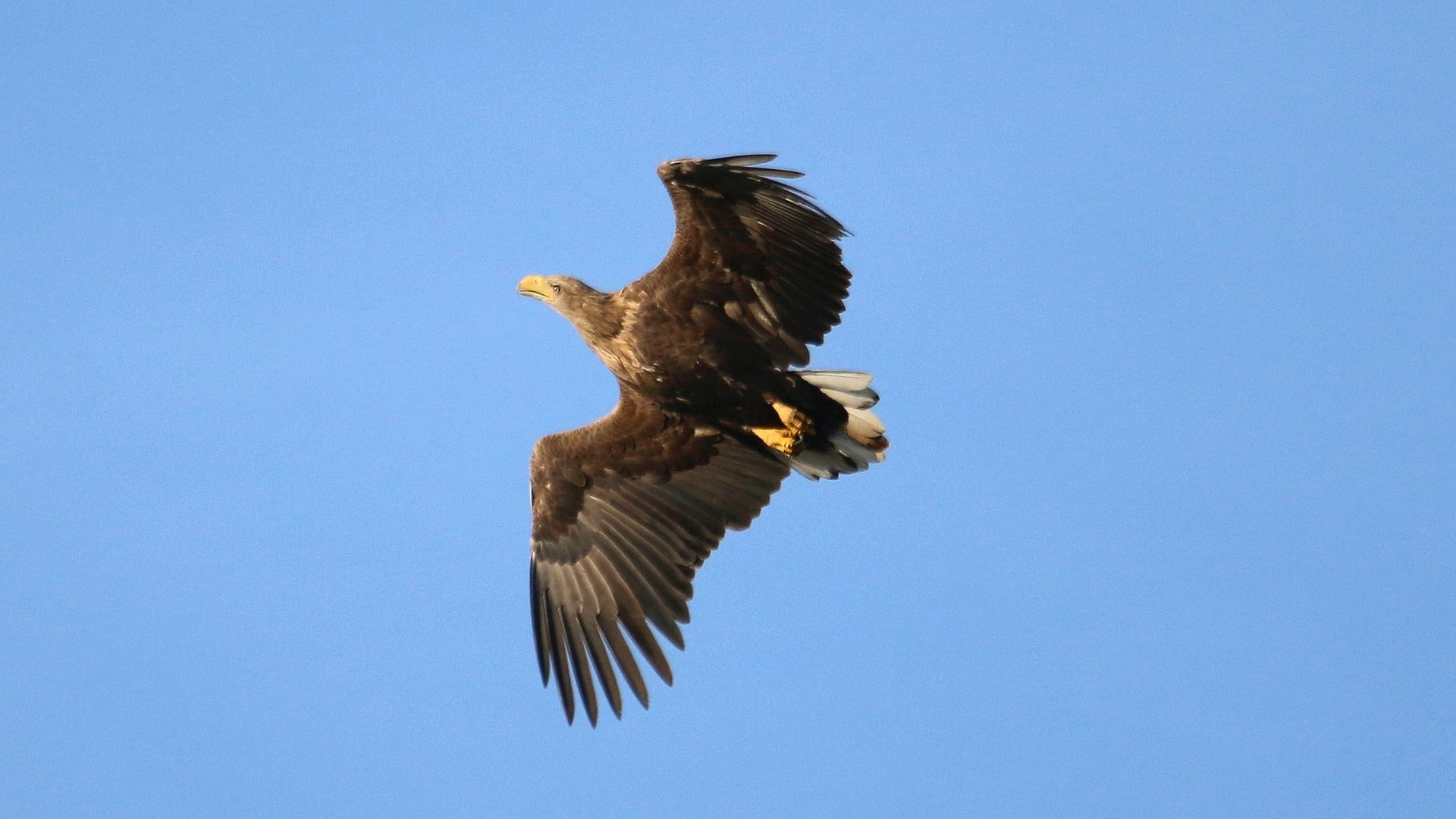 Seeadler