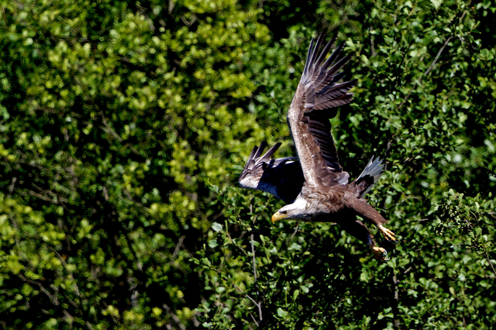 Seeadler