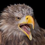 Seeadler