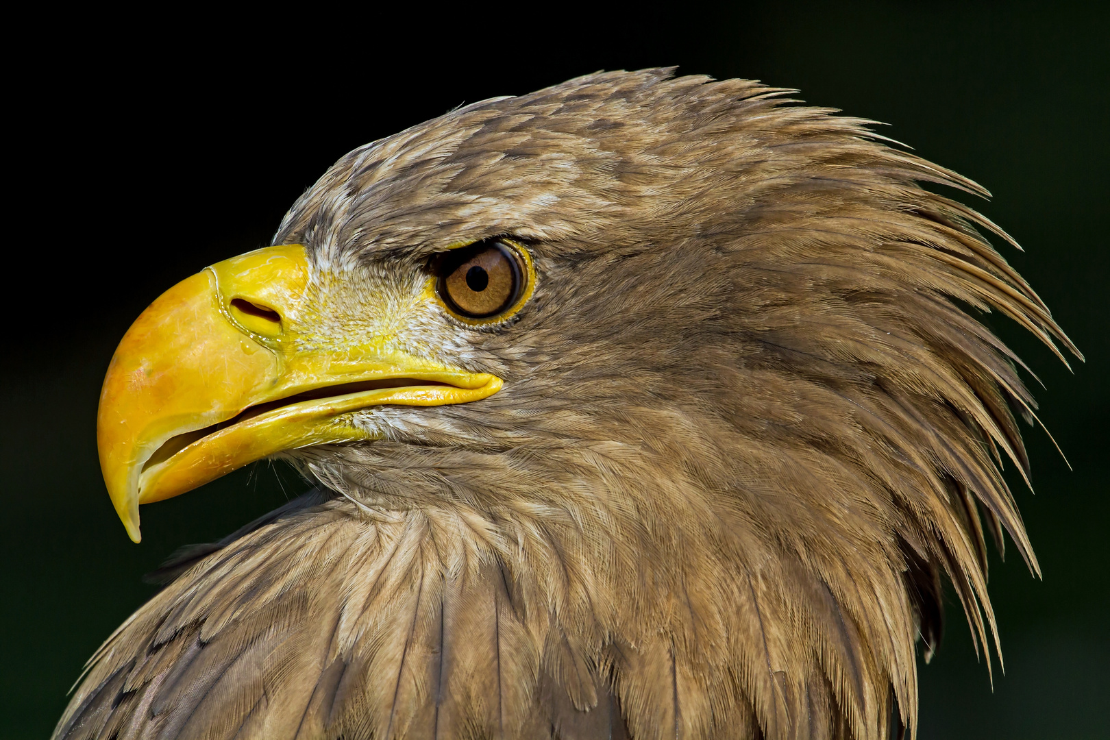 seeadler ....