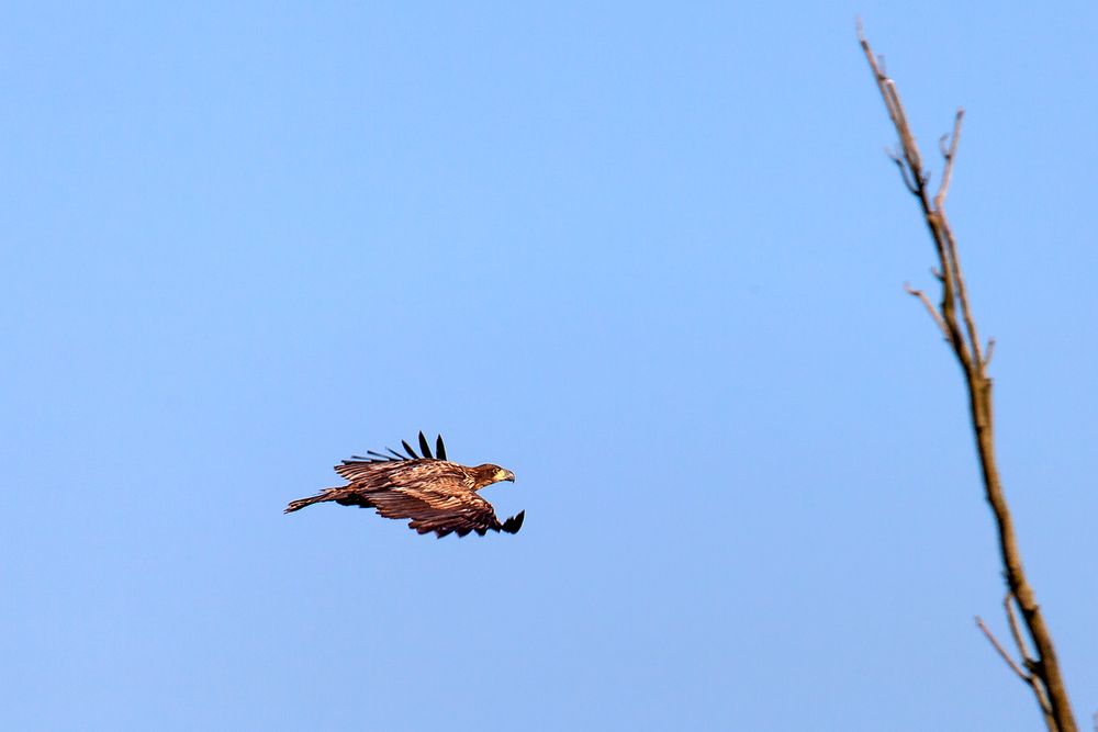 Seeadler