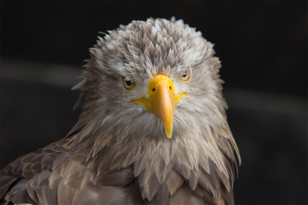 Seeadler