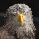 Seeadler