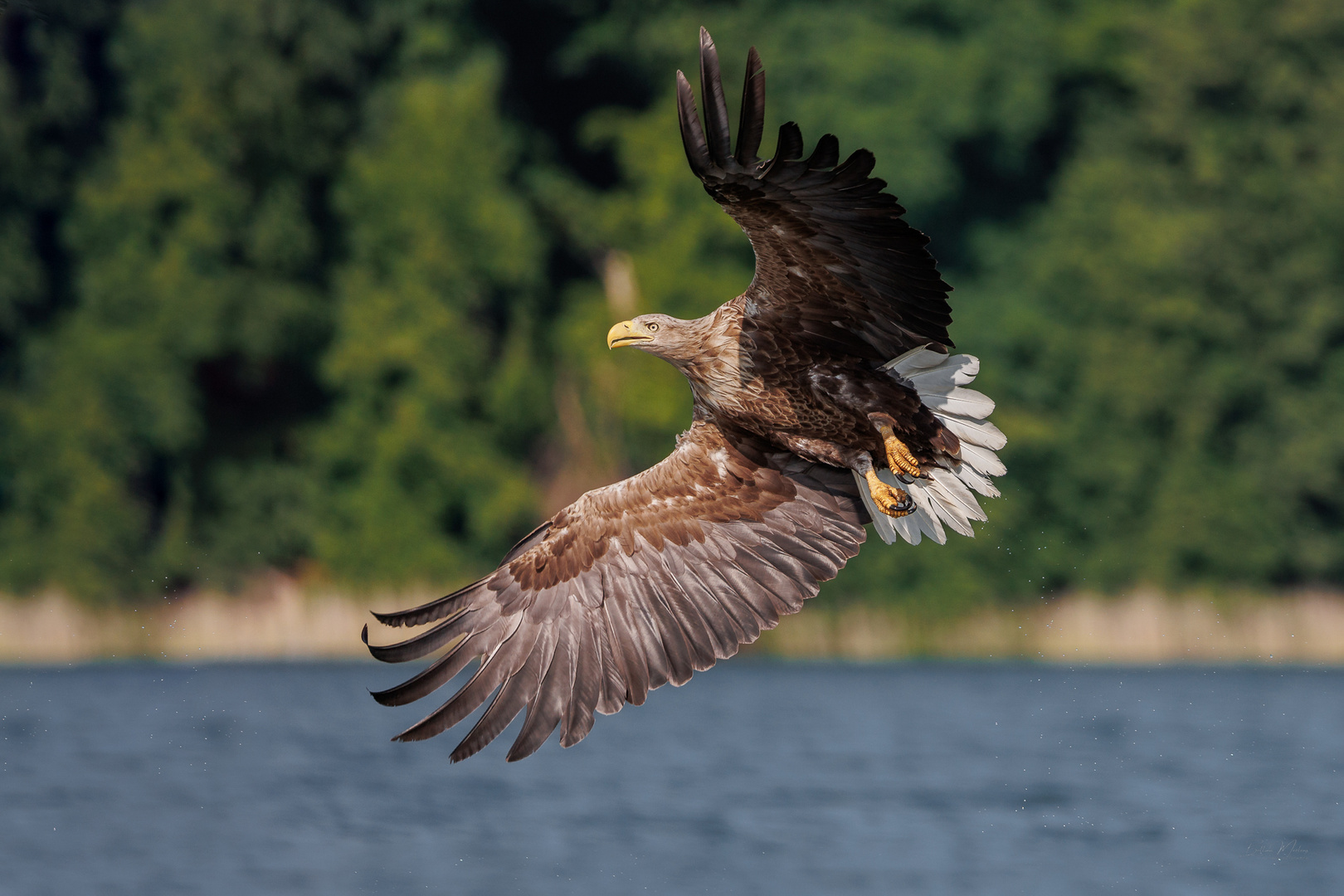 Seeadler