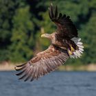 Seeadler