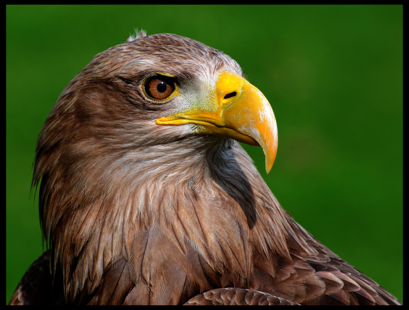 Seeadler