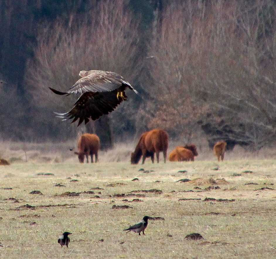 Seeadler