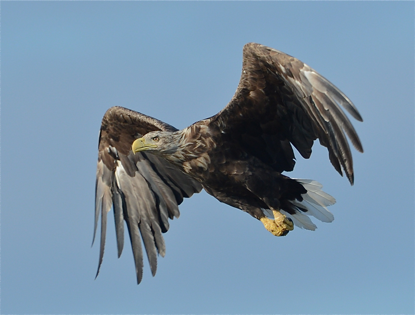 Seeadler