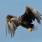 Seeadler