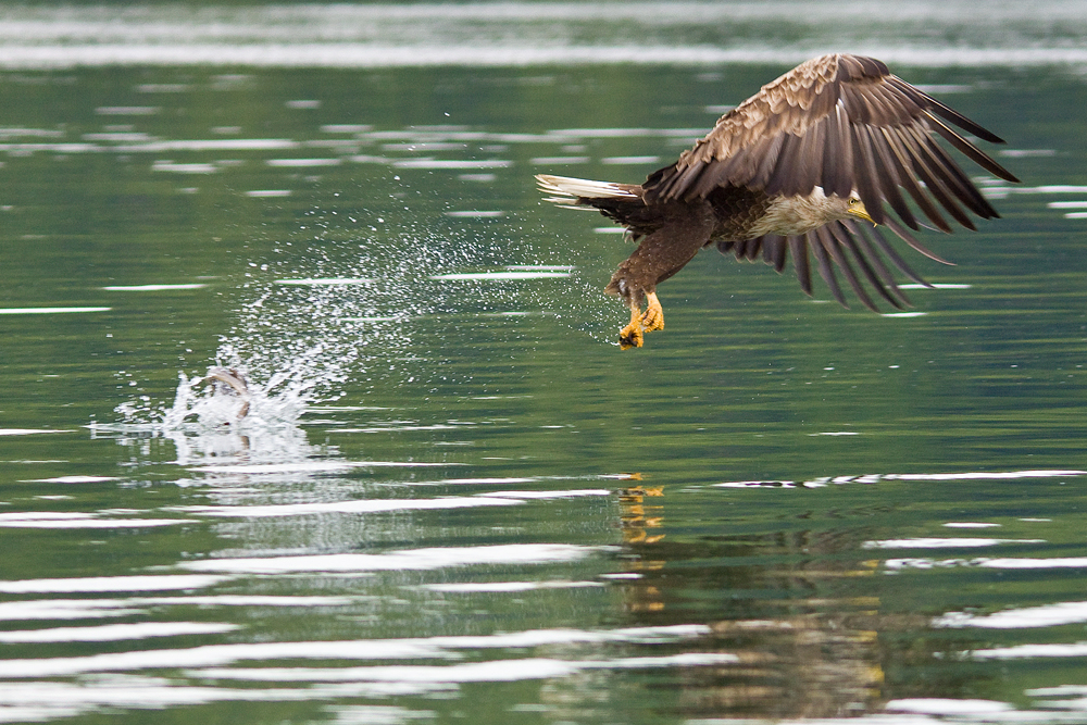 Seeadler