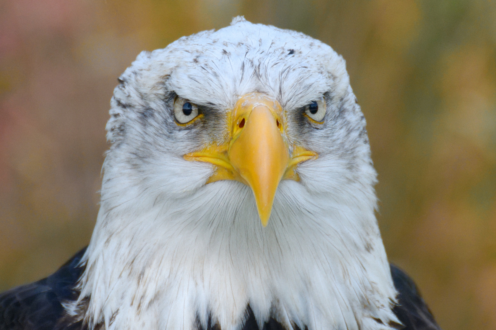 Seeadler