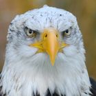 Seeadler