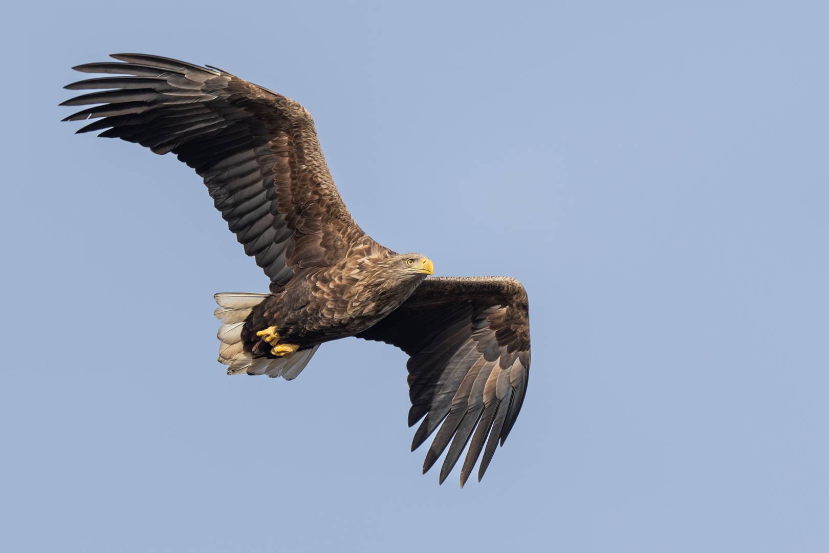 Seeadler