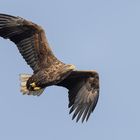 Seeadler