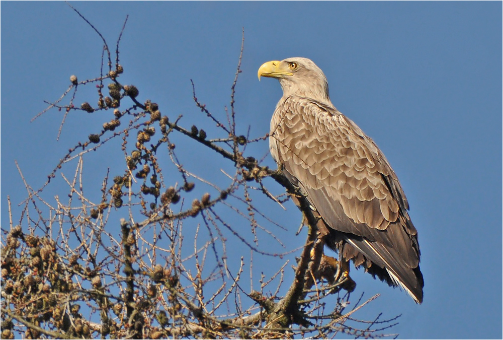 Seeadler