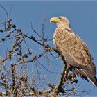 Seeadler