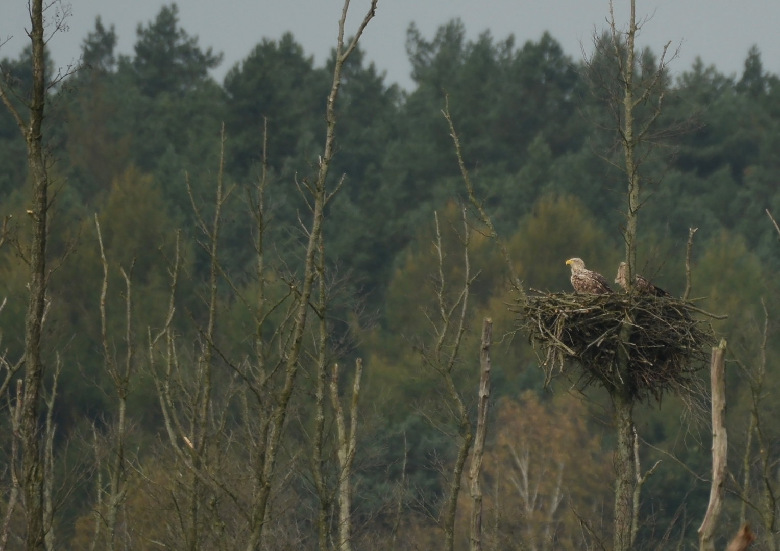 Seeadler