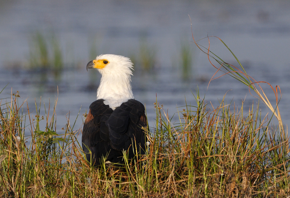 Seeadler