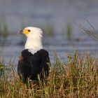 Seeadler