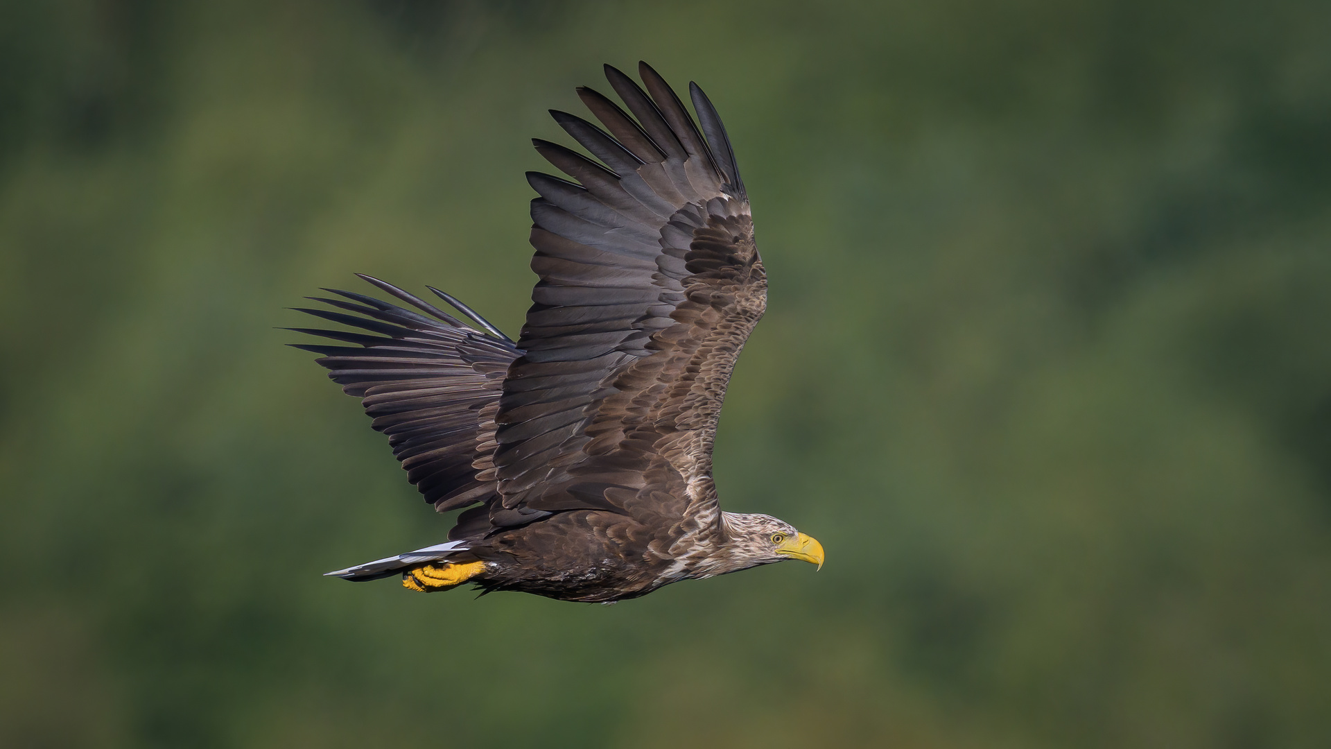 Seeadler