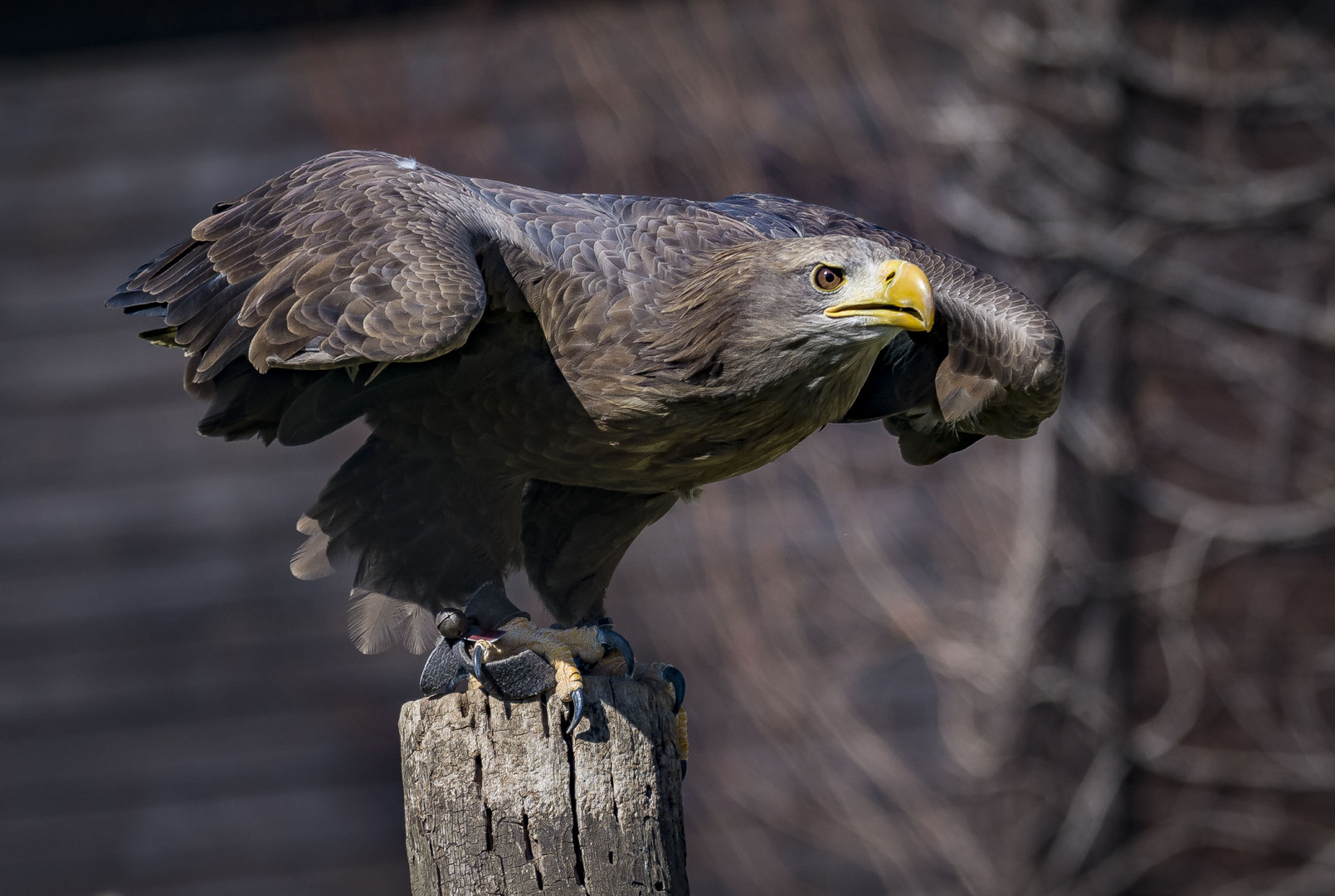 Seeadler