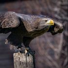 Seeadler