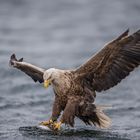 Seeadler