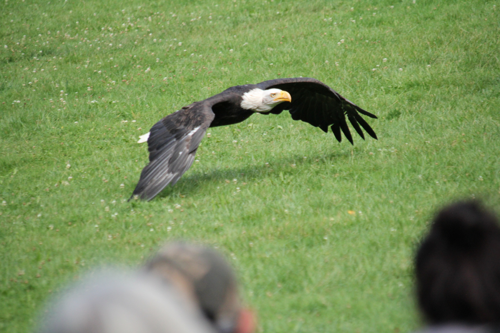 Seeadler