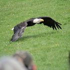 Seeadler