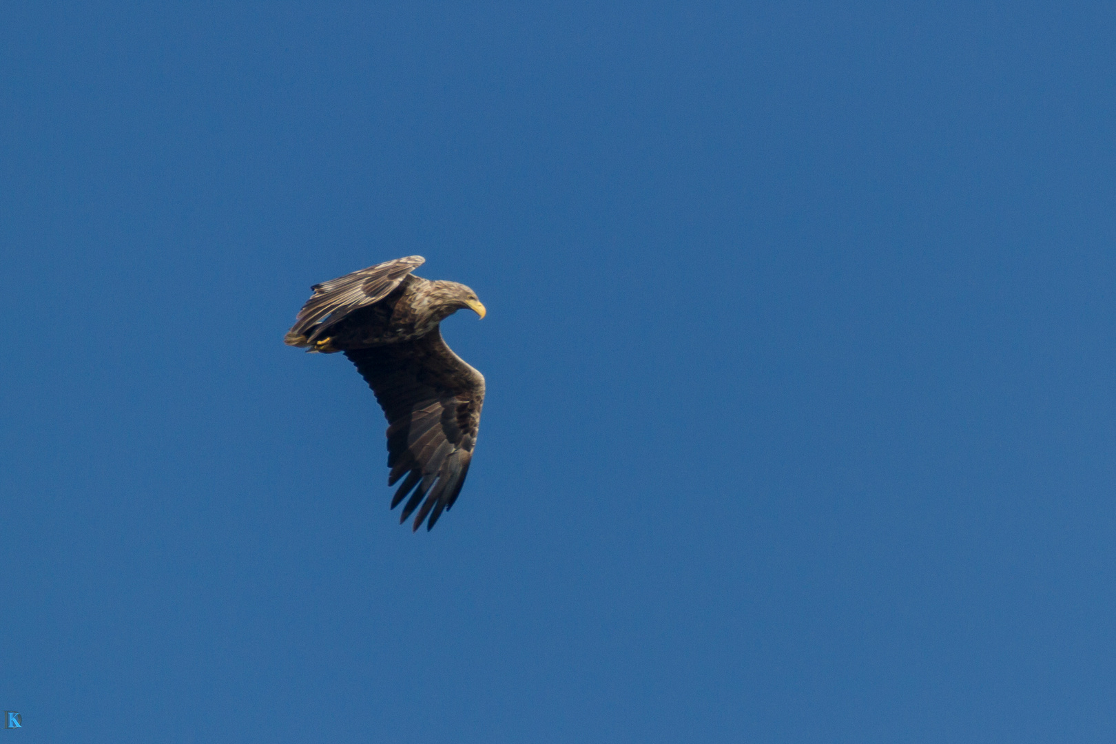 Seeadler